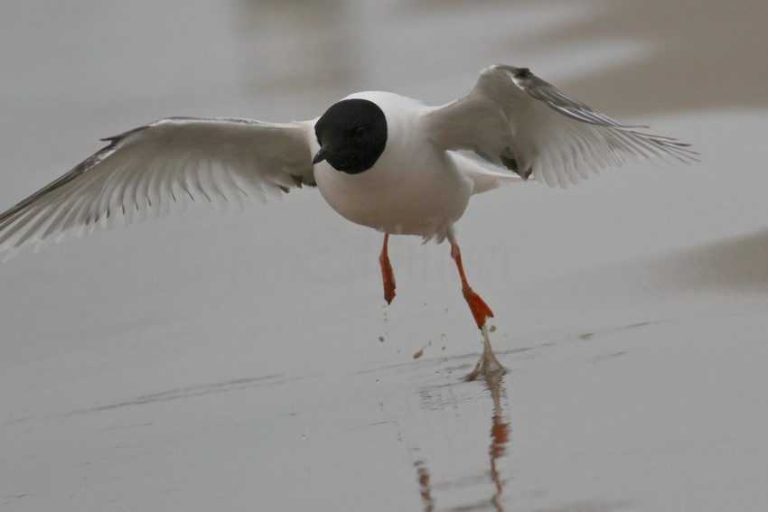 Little Gull - 1st summer, at takeoff!