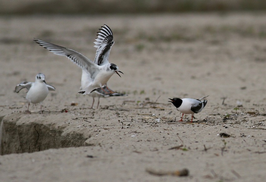 2 Little Gulls in confrontation!