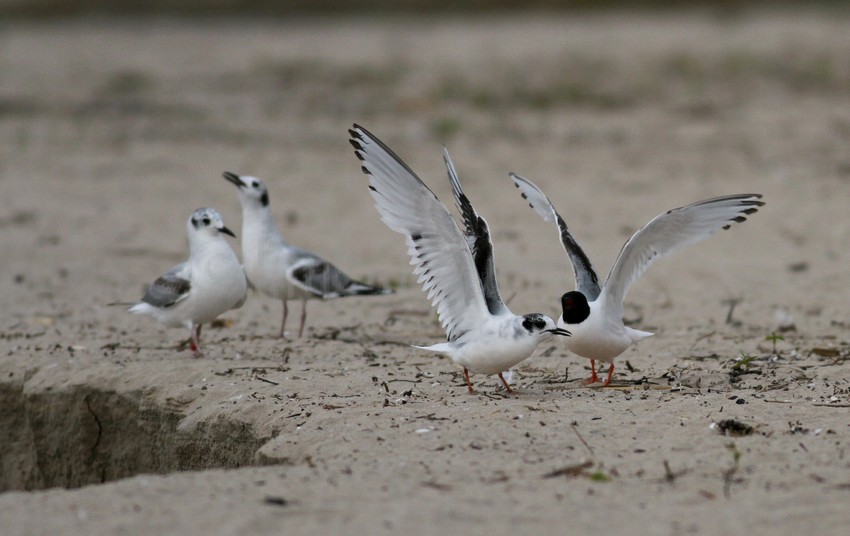 2 Little Gulls in confrontation.