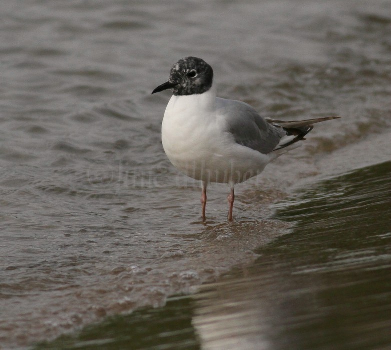 Bonapart'e Gull - 1st summer