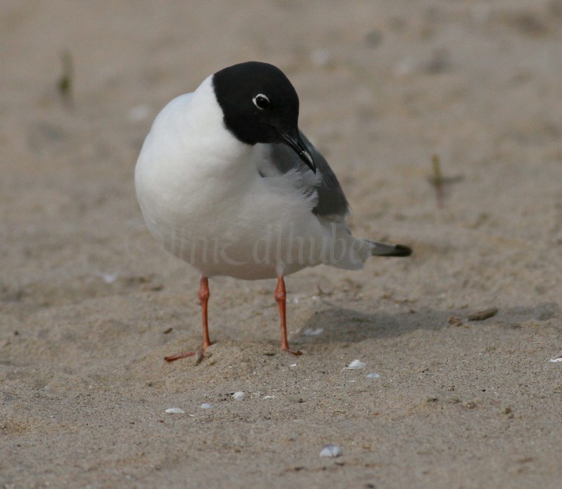 Bonapart'e Gull - adult