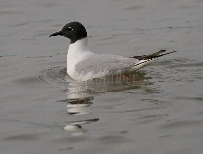 Bonapart'e Gull - adult