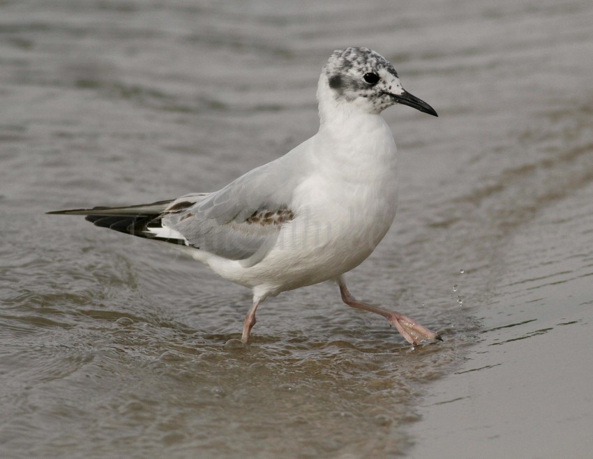 Bonapart'e Gull - 1st summer