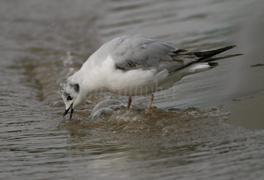 Bonapart'e Gull - 1st summer