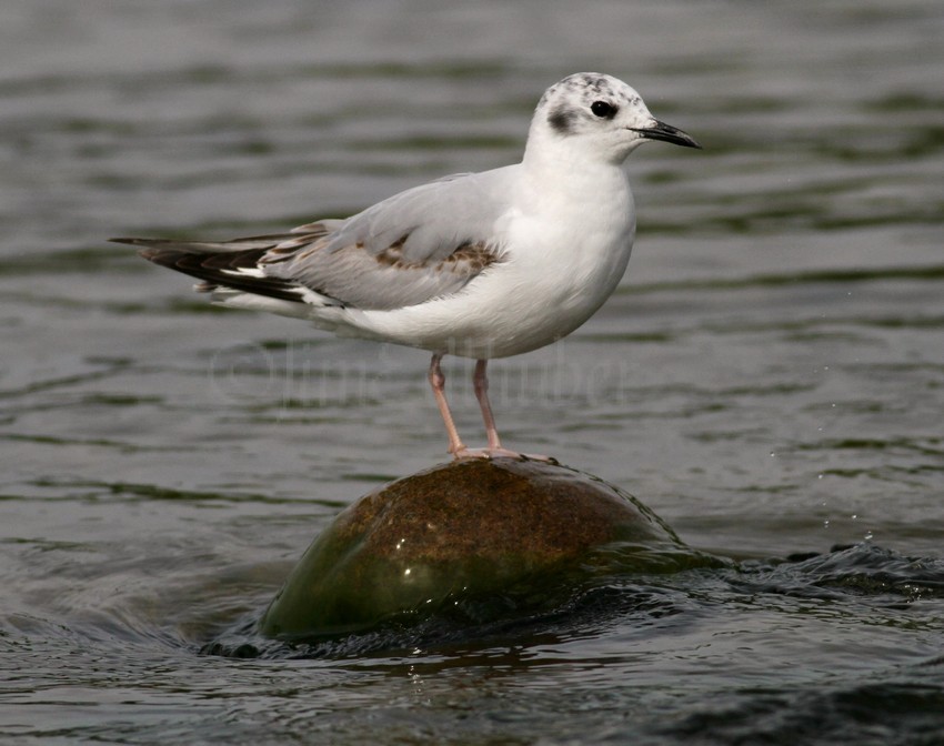 Bonaparte's Gull - 1st summer