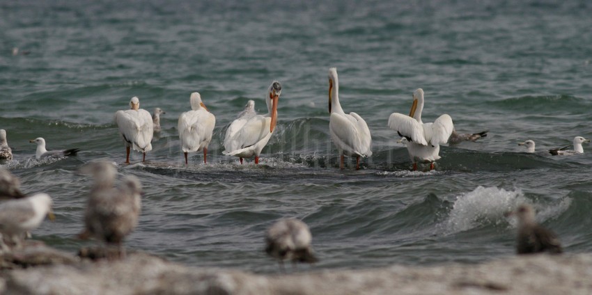 American White Pelicans - North Point Sheboygan