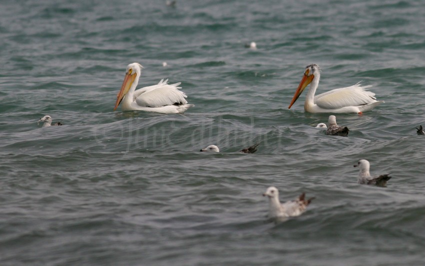 American White Pelicans - North Point Sheboygan