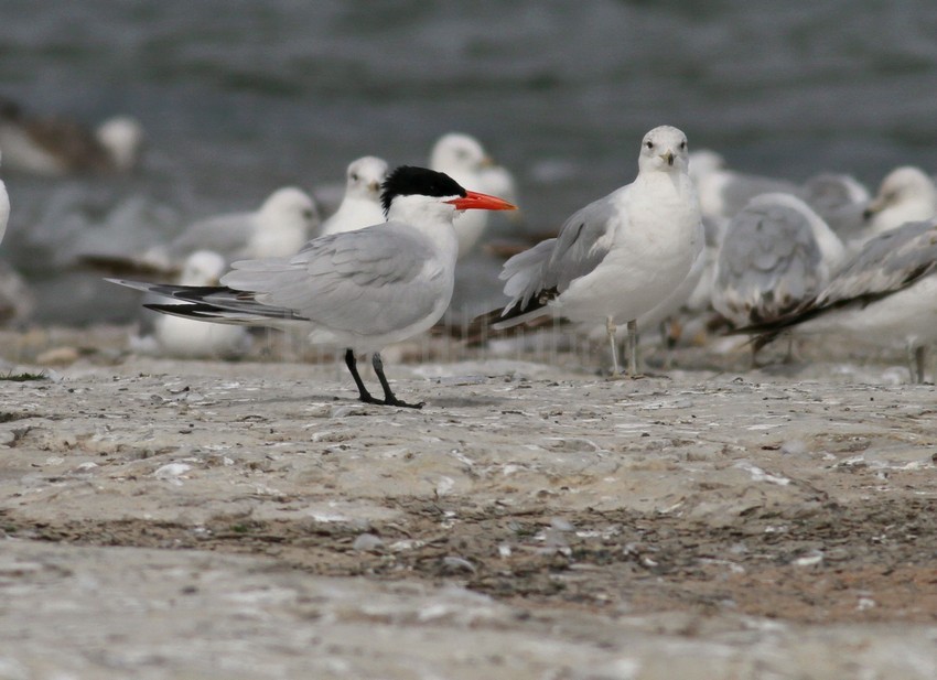 Caspian Tern
