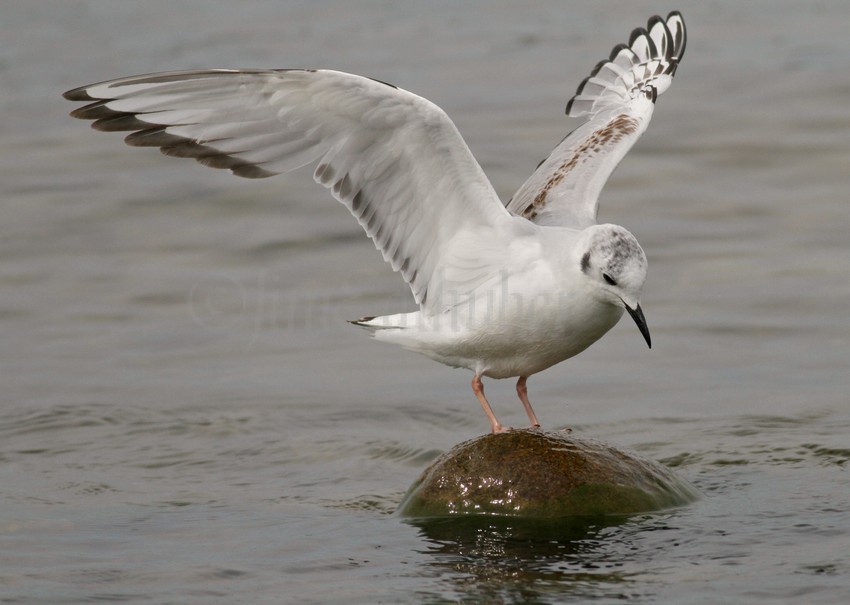 Bonaparte's Gull - 1st summer