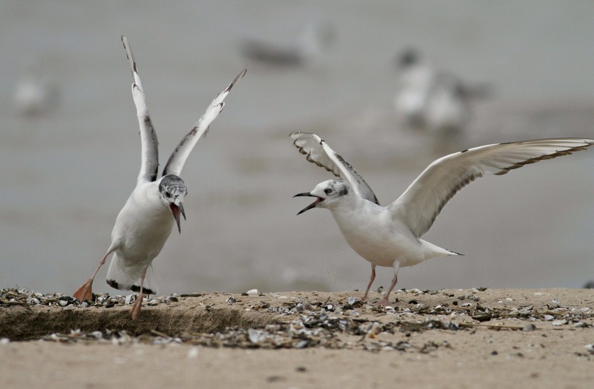 Bonapart'e Gull - 1st summer
