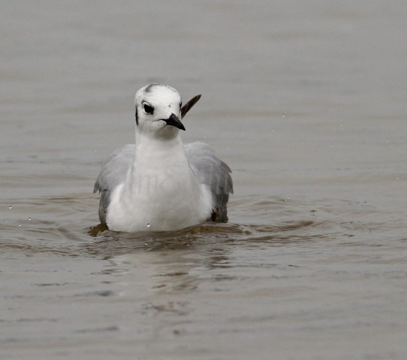 Bonaparte's Gull - 1st summer