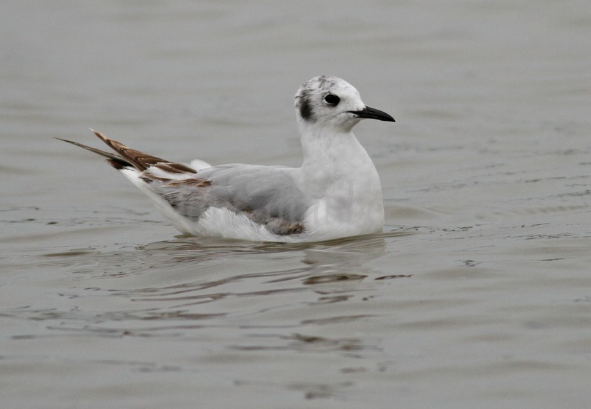 Bonapart'e Gull - 1st summer
