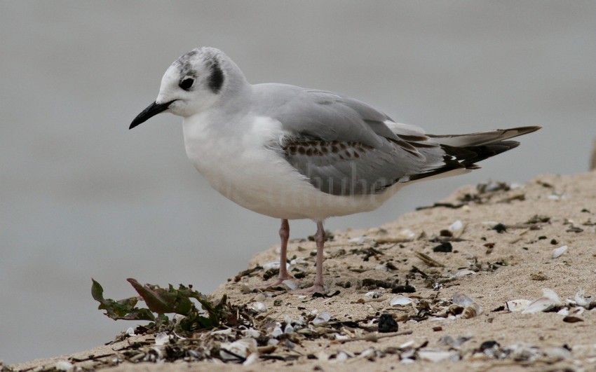 Bonaparte's Gull - 1st summer