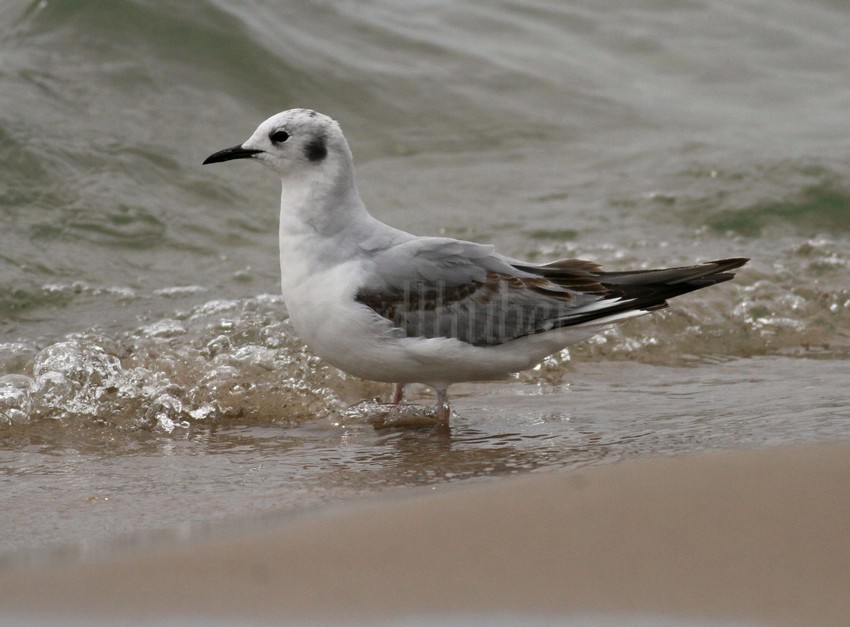 Bonaparte's Gull - 1st summer
