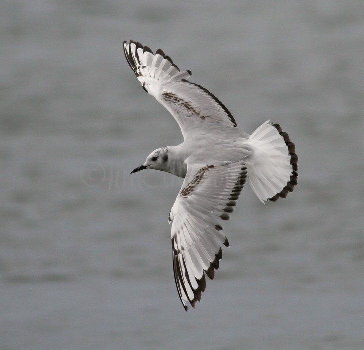 Bonaparte's Gull - 1st summer