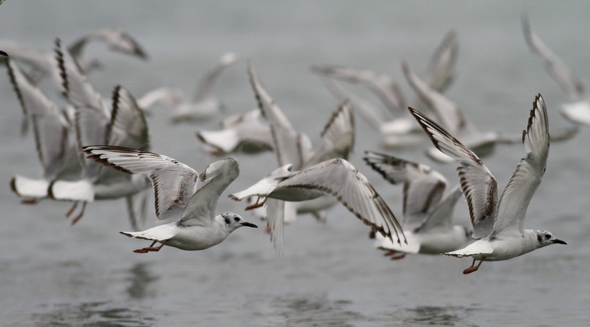 Bonaparte's Gull - in flight!