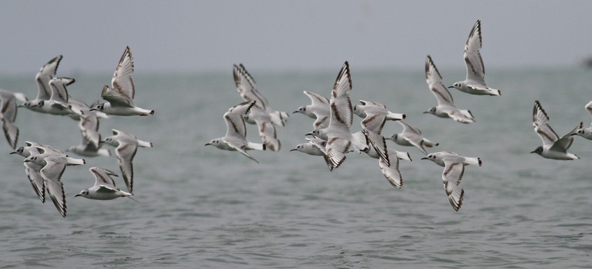 Bonaparte's Gull - in flight!
