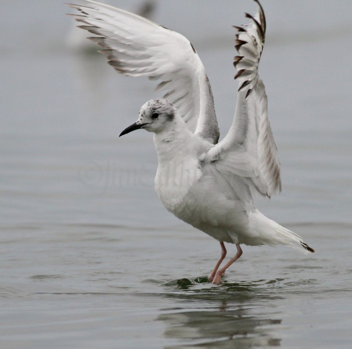 Bonaparte's Gull - 1st summer