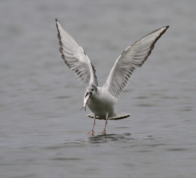 Bonaparte's Gull - 1st summer