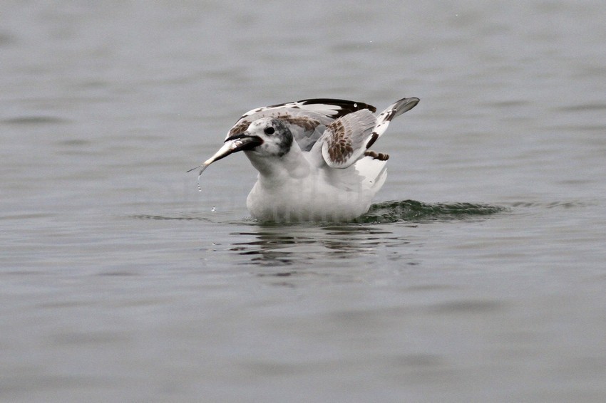 Bonaparte's Gull - 1st summer