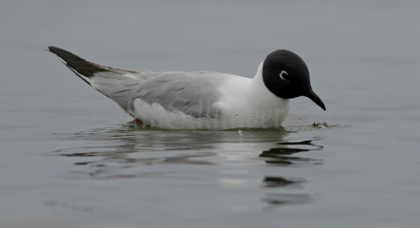 Bonaparte's Gull - adult