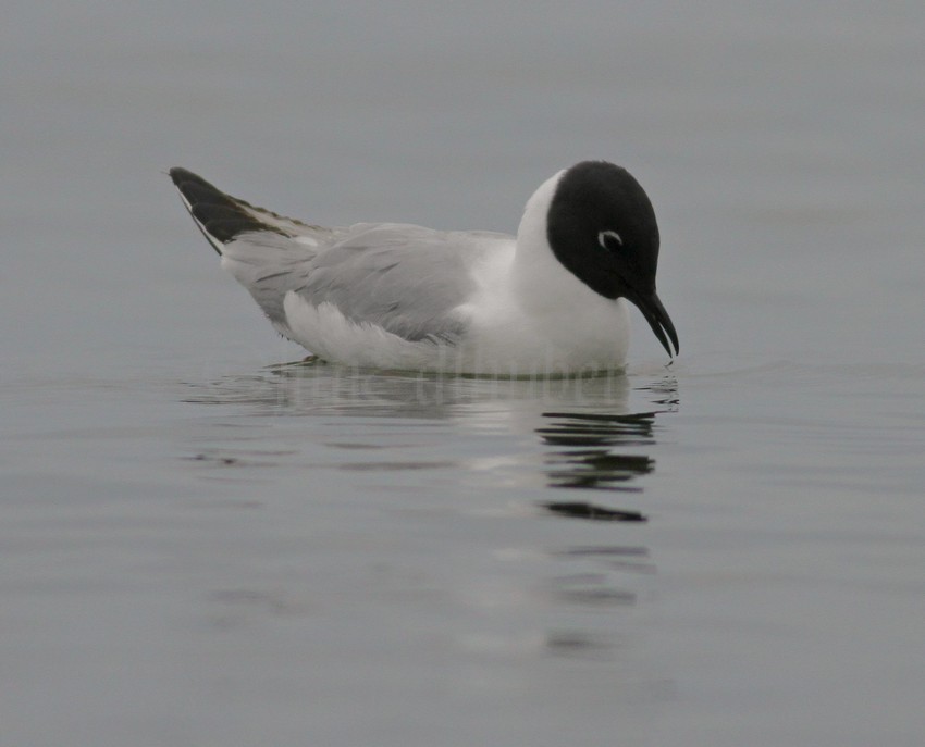 Bonaparte's Gull - adult