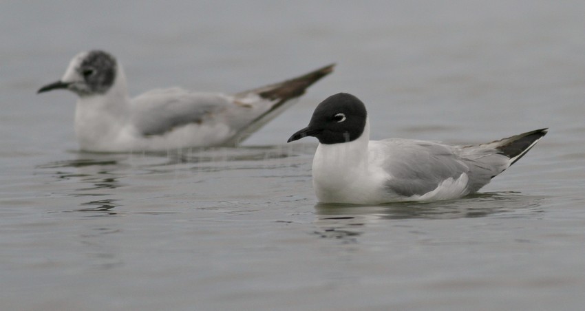 Bonaparte's Gull - adult front right, Bonaparte's Gull 1st summer back left