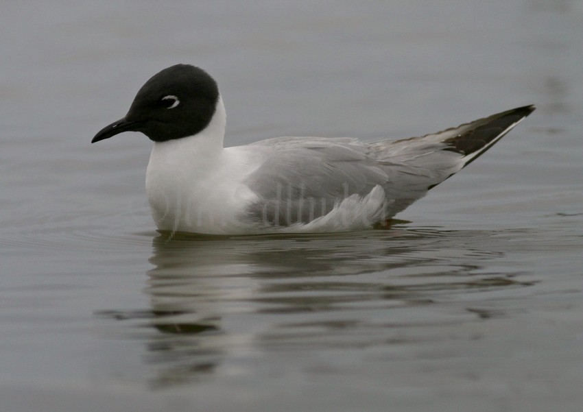 Bonaparte's Gull - adult
