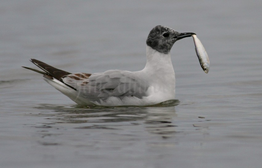 Bonaparte's Gull - 1st summer