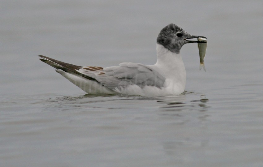 Bonaparte's Gull - 1st summer