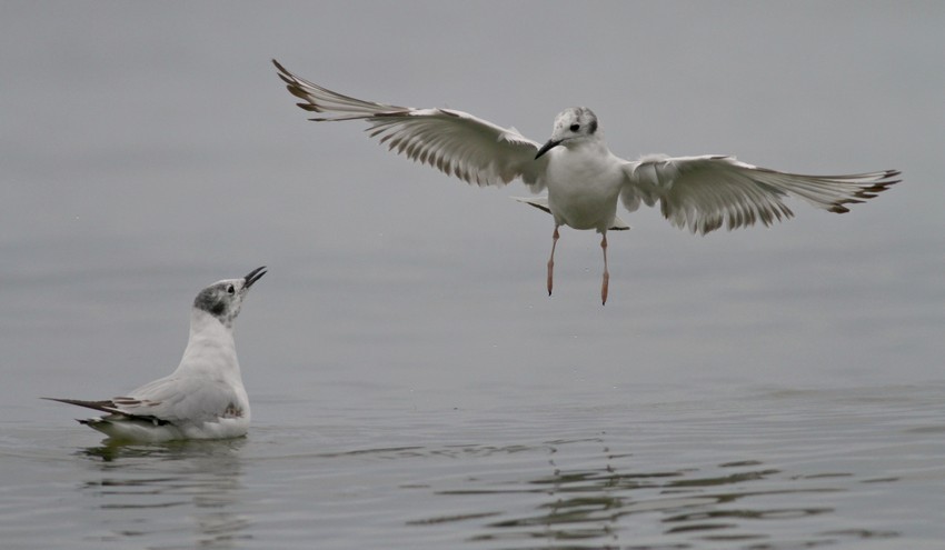 Bonaparte's Gull - 1st summer