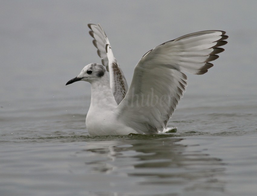 Bonapart'e Gull - 1st summer