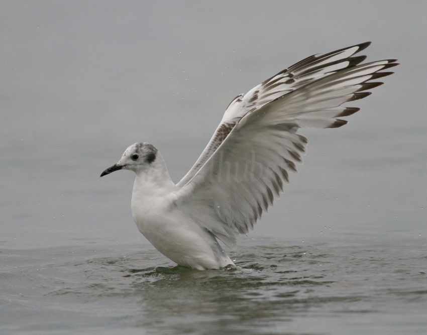 Bonapart'e Gull - 1st summer