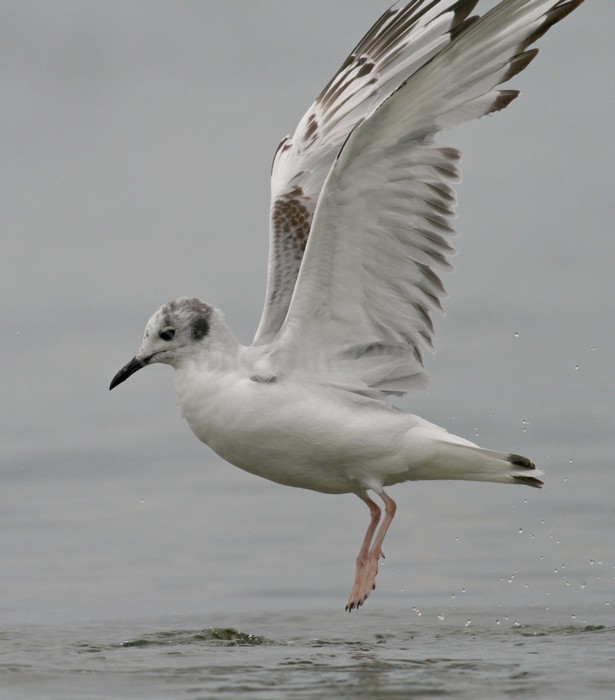 Bonapart'e Gull - 1st summer