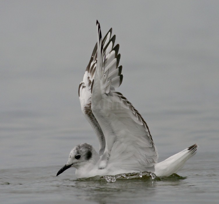 Bonaparte's Gull - 1st summer