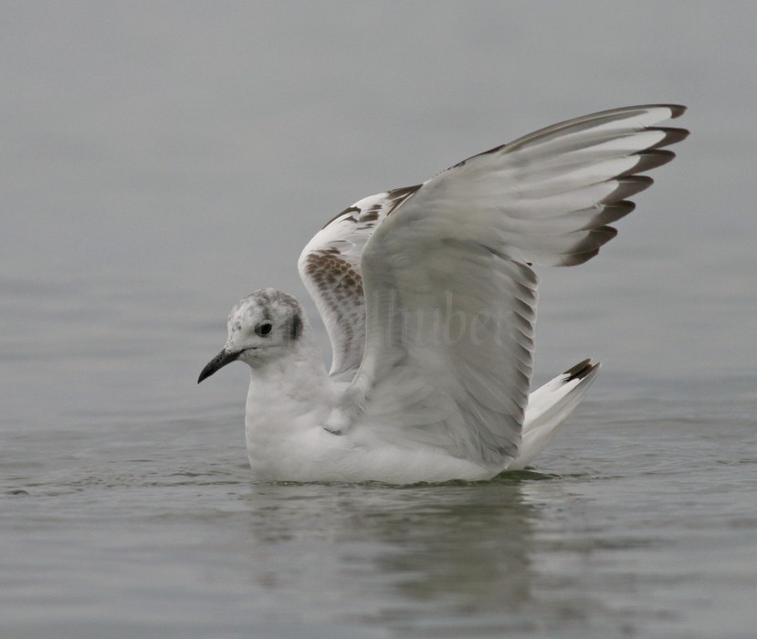 Bonaparte's Gull - 1st summer