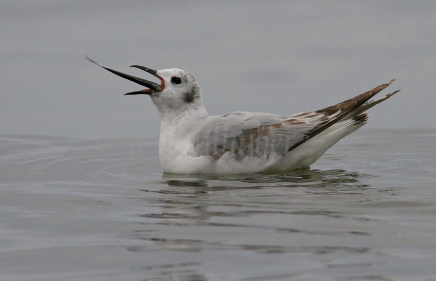 Bonaparte's Gull - 1st summer