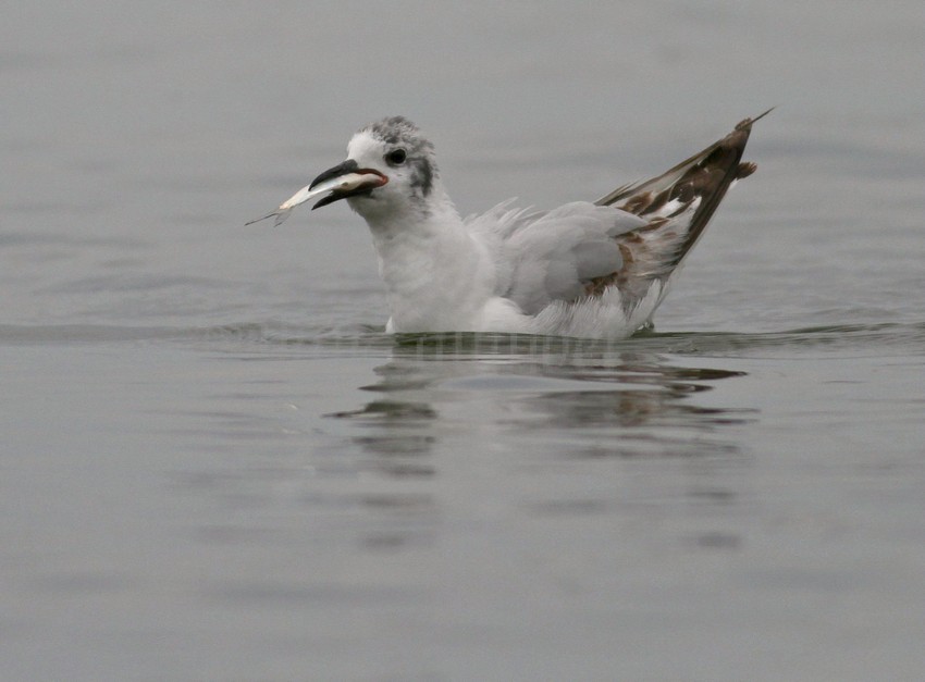 Bonaparte's Gull - 1st summer