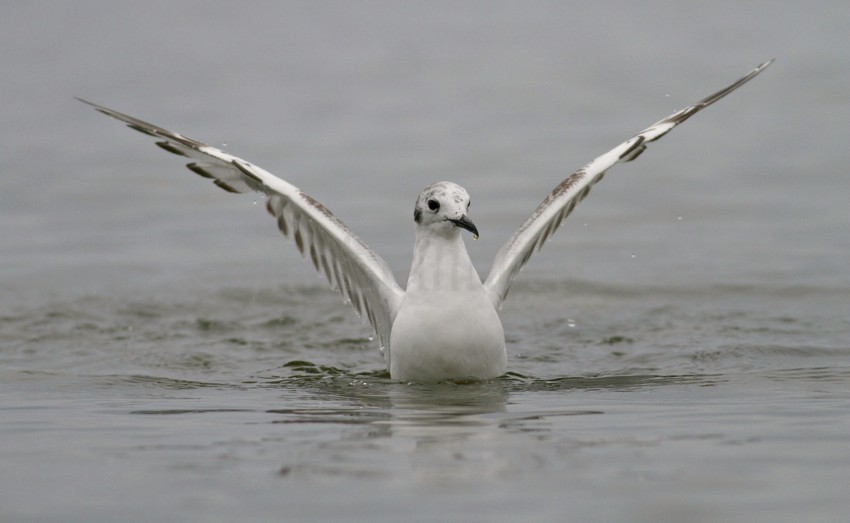 Bonaparte's Gull - 1st summer