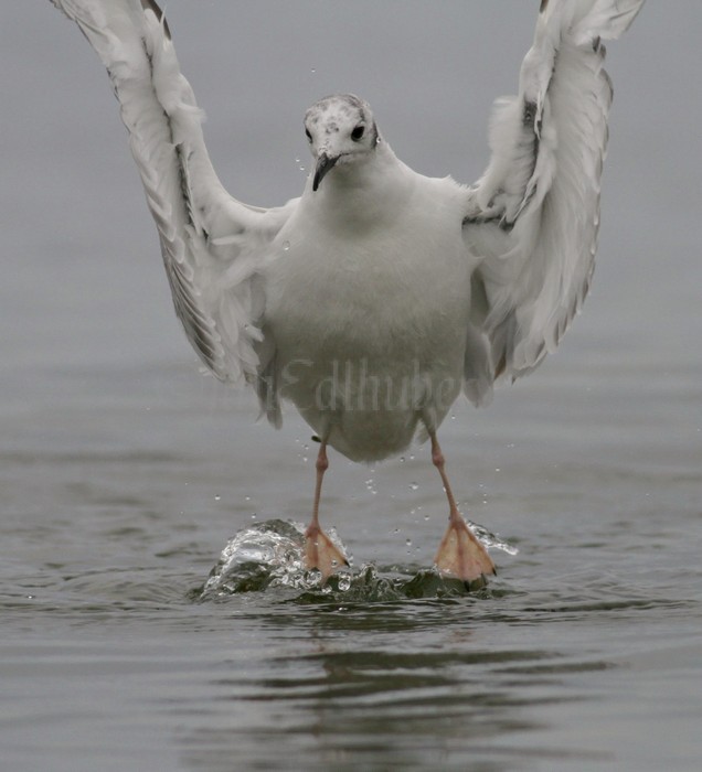Bonaparte's Gull - 1st summer