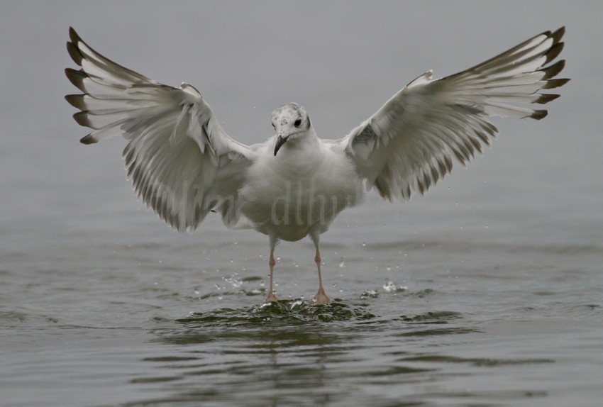 Bonaparte's Gull - 1st summer