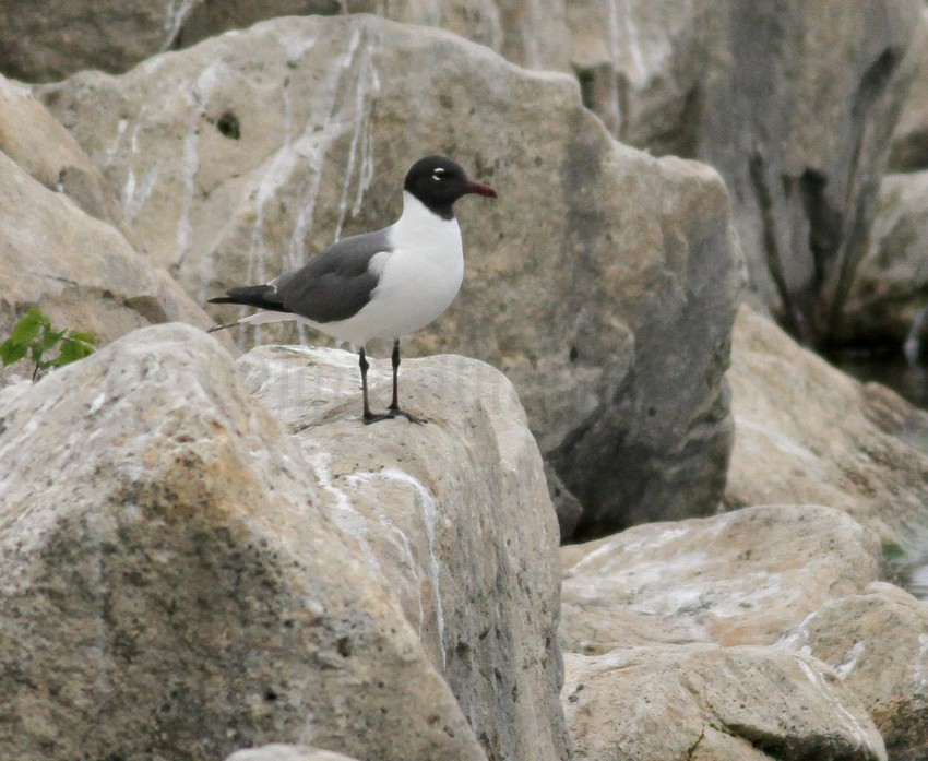 Laughing Gull - adult