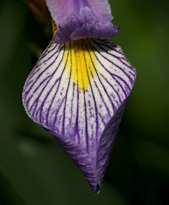 Wild Blue Flag, Iris virginica shrevei