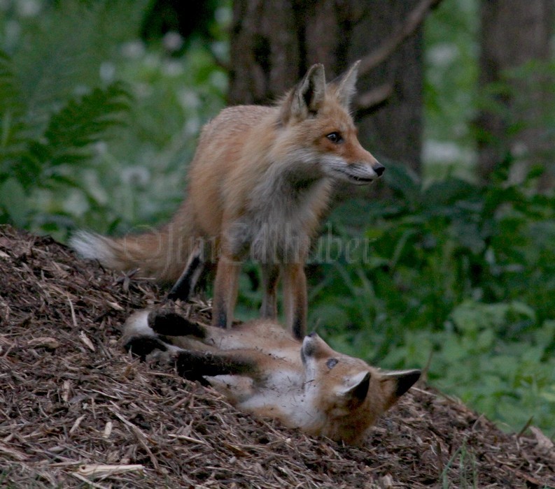 Jeff The Killer VS Swift The Oversized Red Fox