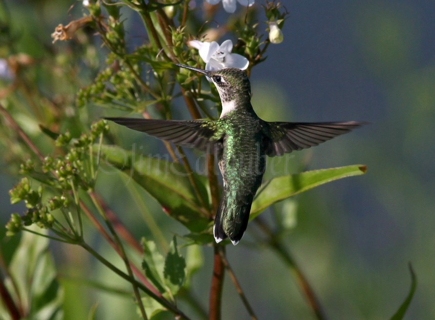 Ruby-throated Hummingbird on Penstemon spp.