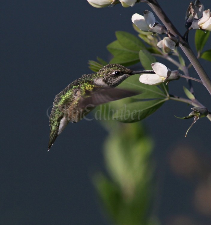 Ruby-throated Hummingbird on Wild White Indigo