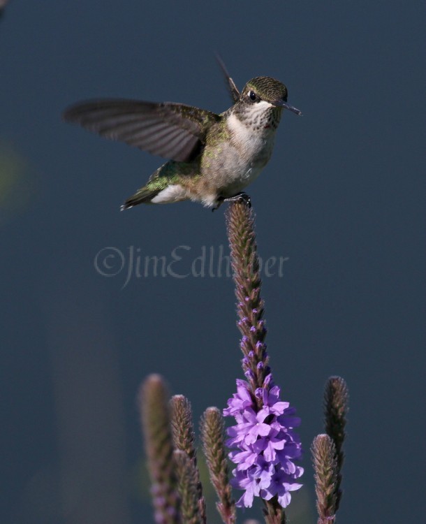 Ruby-throated Hummingbird om Hoary Vervain