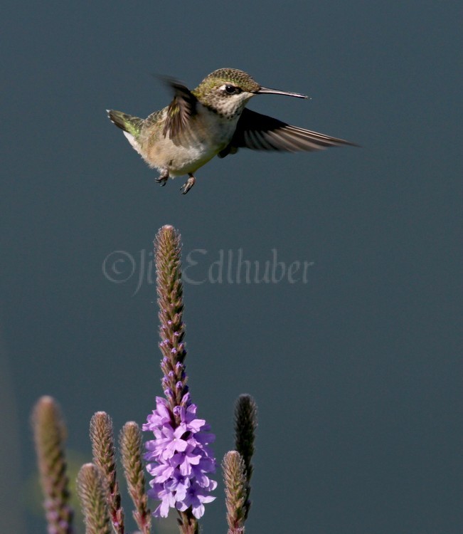 Ruby-throated Hummingbird on Hoary Vervain