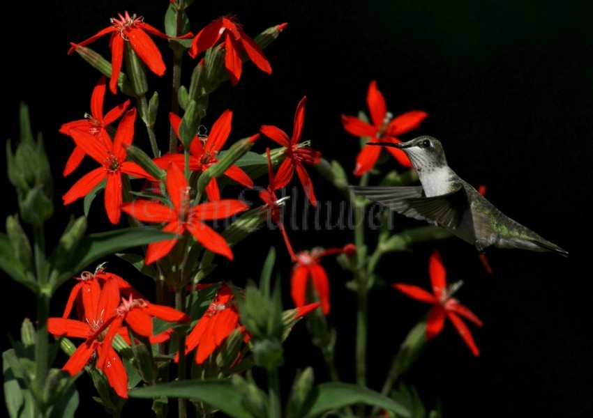 Ruby-throated Hummingbird, young male