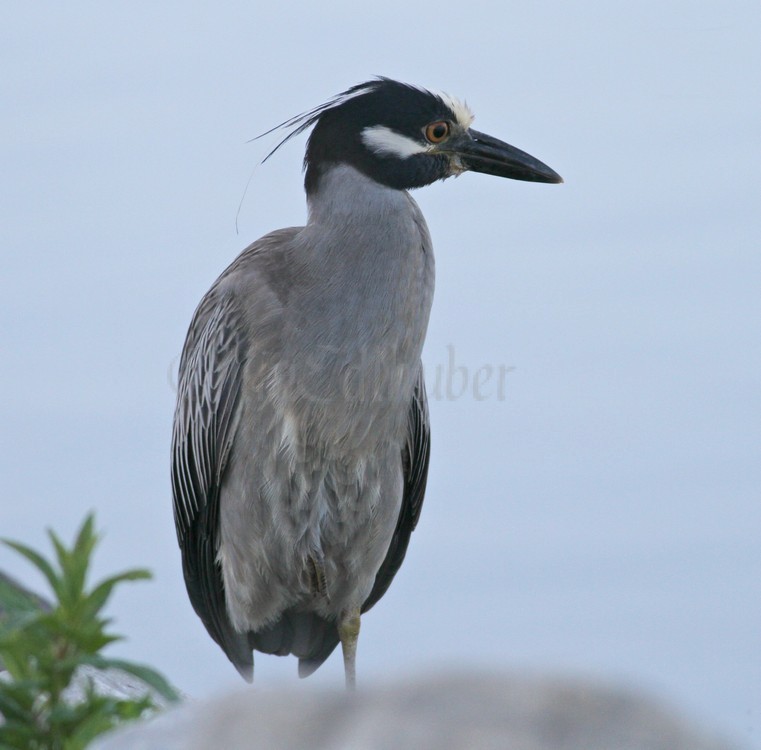Fishing and hears something its right side.